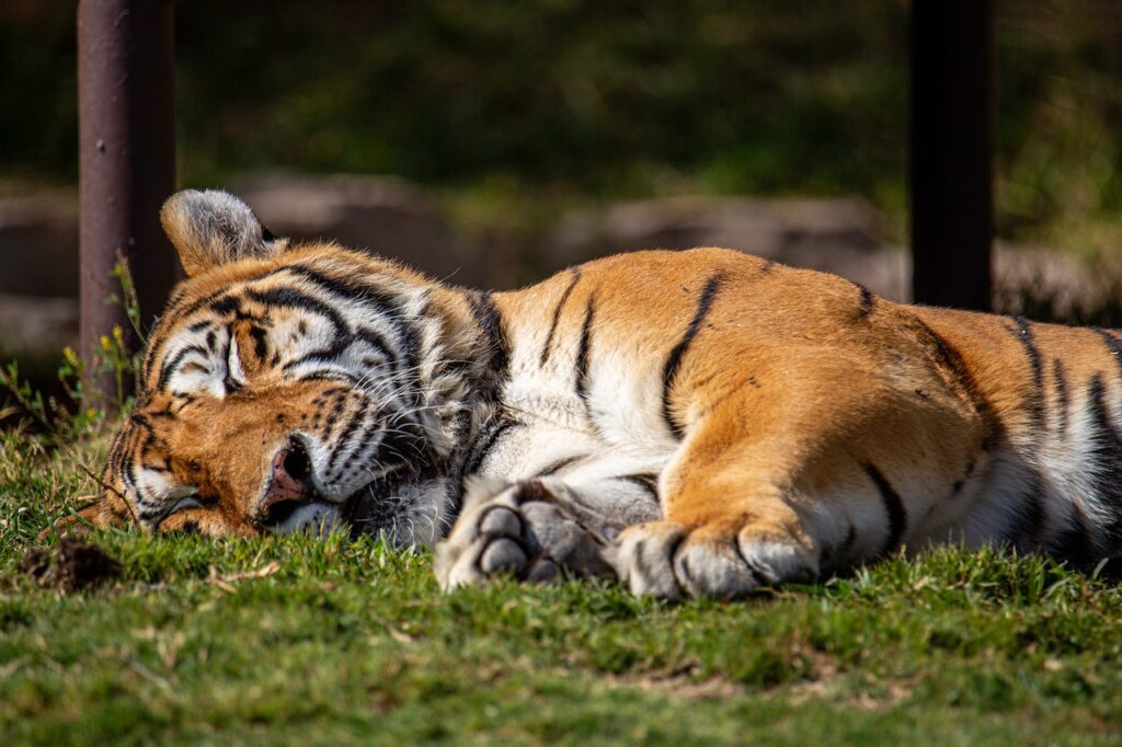 bengal-tiger-sleeping