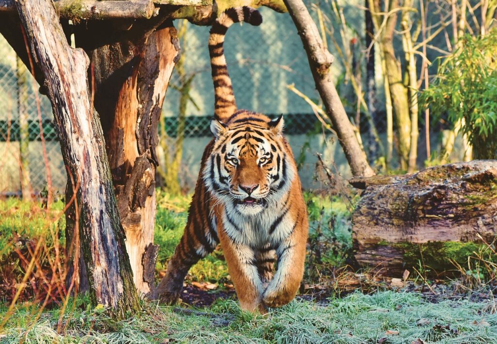 10 Unknown Facts About Tigers