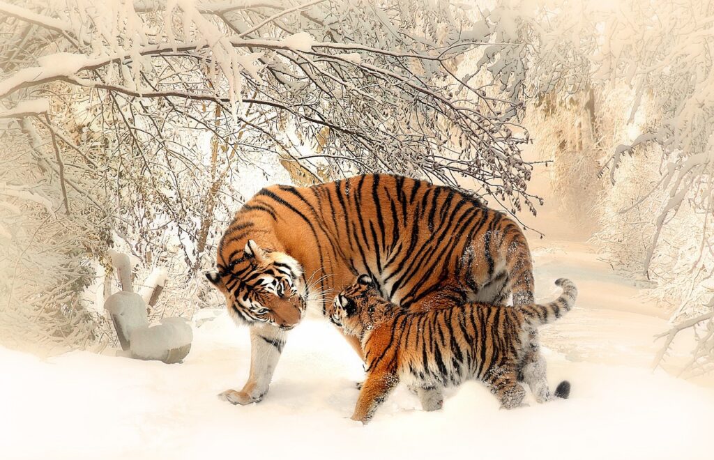 tiger-play-cubs