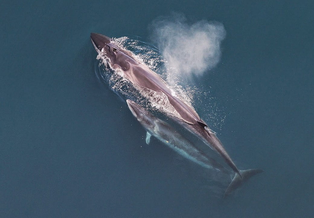 Different species of whales: व्हेल्स की 10 विभिन्न प्रजातियां, जिनके बारे में आपने पहले कभी नहीं सुना होगा। 3 Different species of whales: