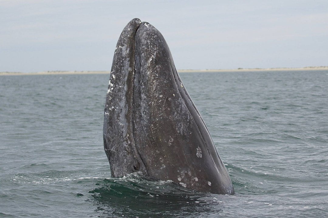 1080px gray whale spyhopping courtesy of marc webber usfws