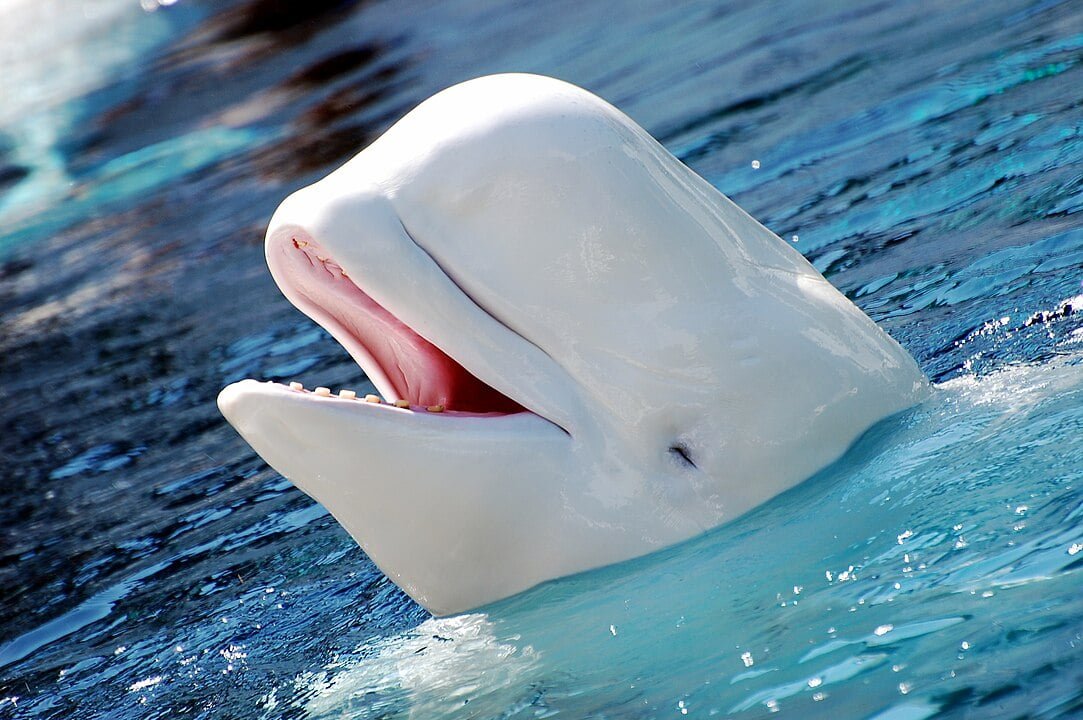 Different species of whales: व्हेल्स की 10 विभिन्न प्रजातियां, जिनके बारे में आपने पहले कभी नहीं सुना होगा। 6 1083px delphinapterus leucas 2