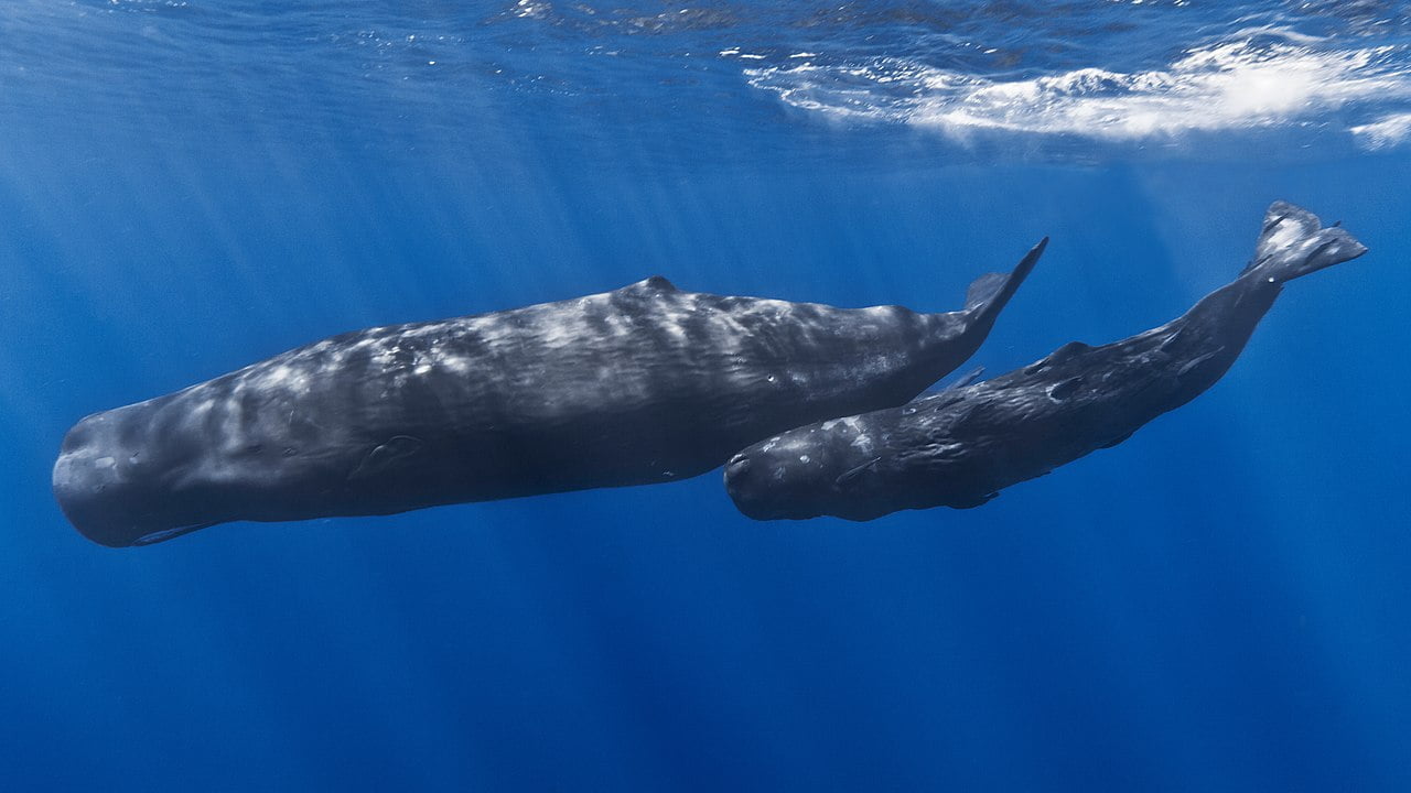 Different species of whales: व्हेल्स की 10 विभिन्न प्रजातियां, जिनके बारे में आपने पहले कभी नहीं सुना होगा। 4 Different species of whales