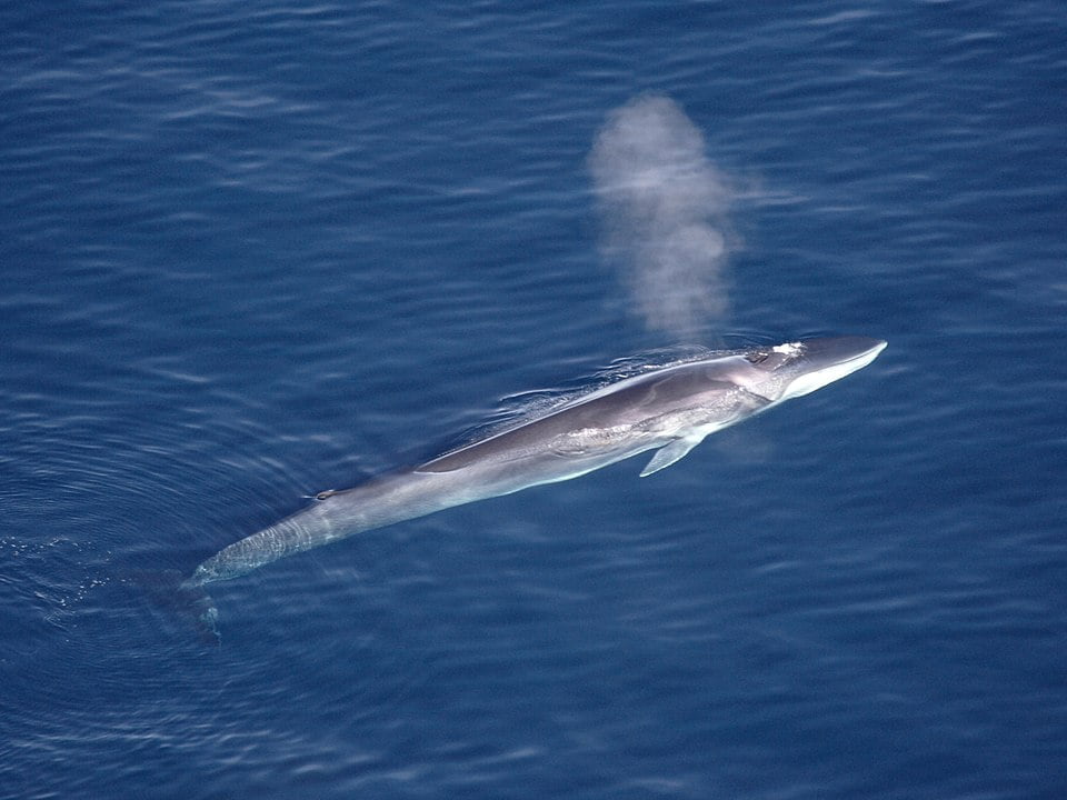 Different species of whales: व्हेल्स की 10 विभिन्न प्रजातियां, जिनके बारे में आपने पहले कभी नहीं सुना होगा। 2 Different species of whales
