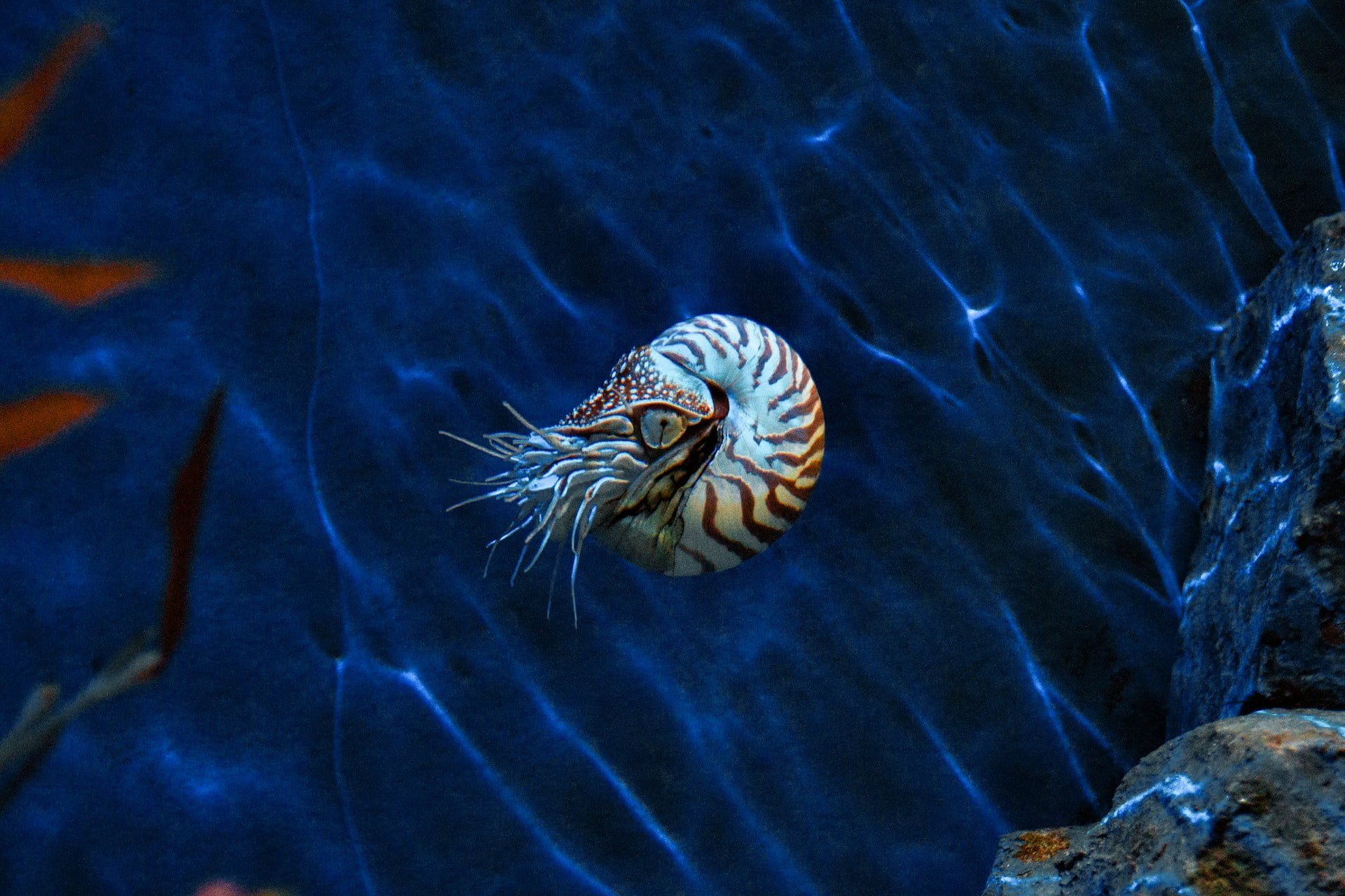 Mariana trench