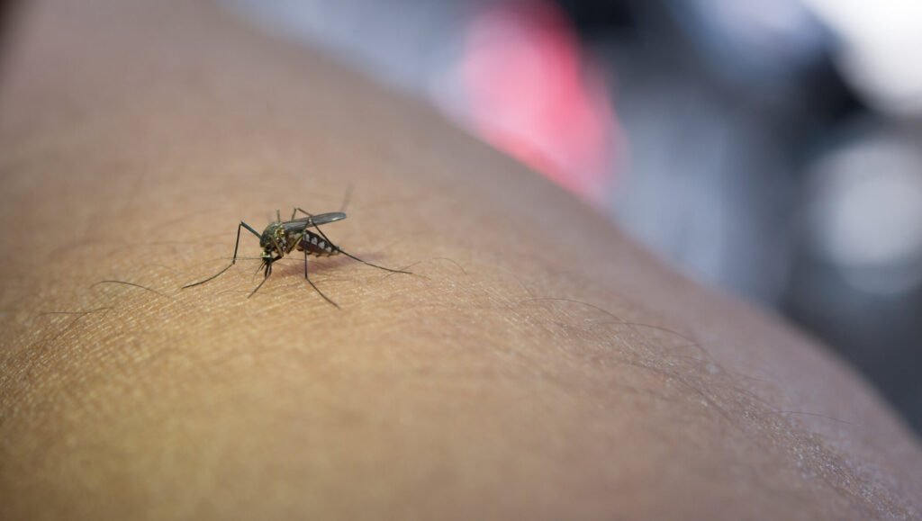 How to prevent mosquitoes in summer