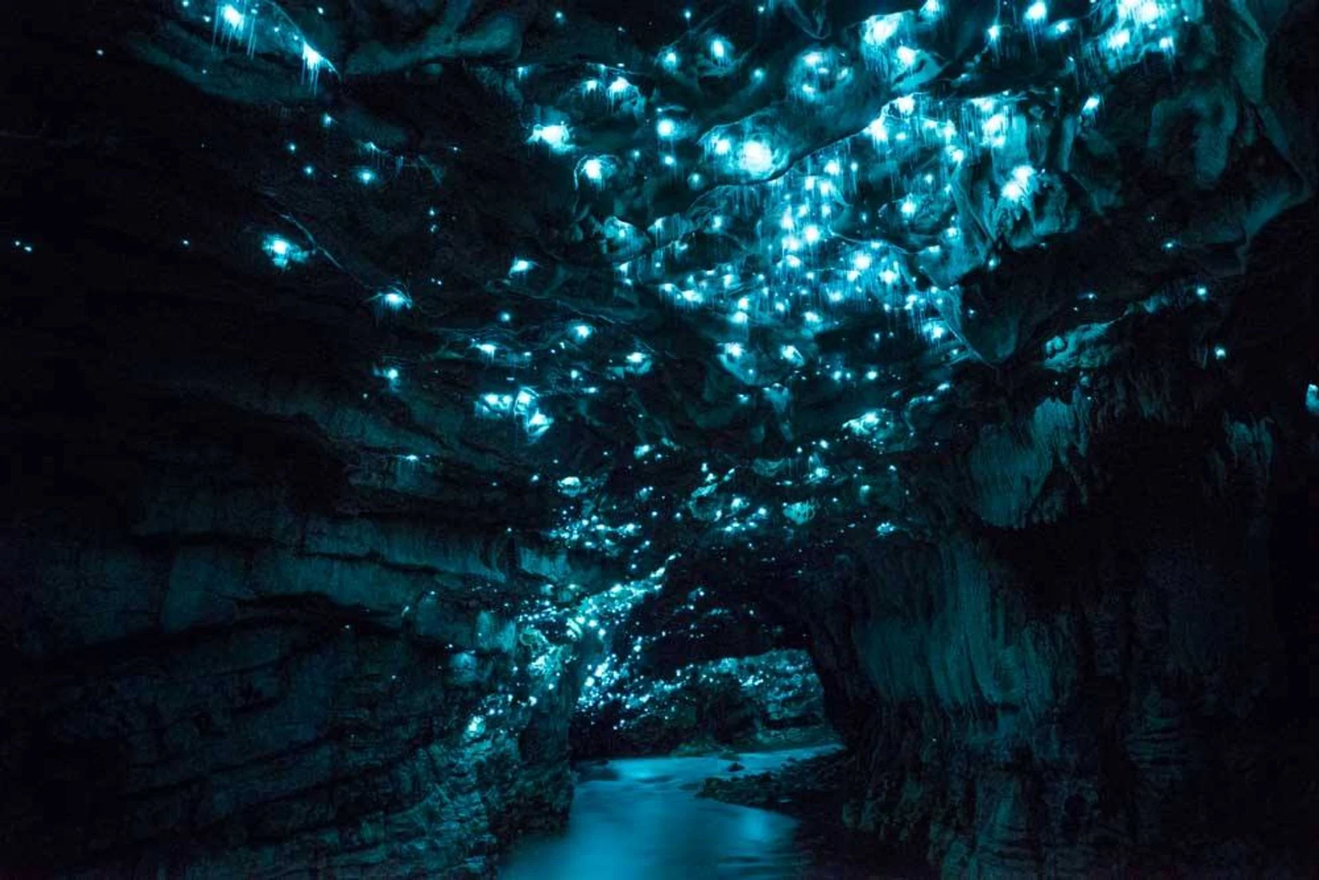 new zealand waitomo glowworm caves