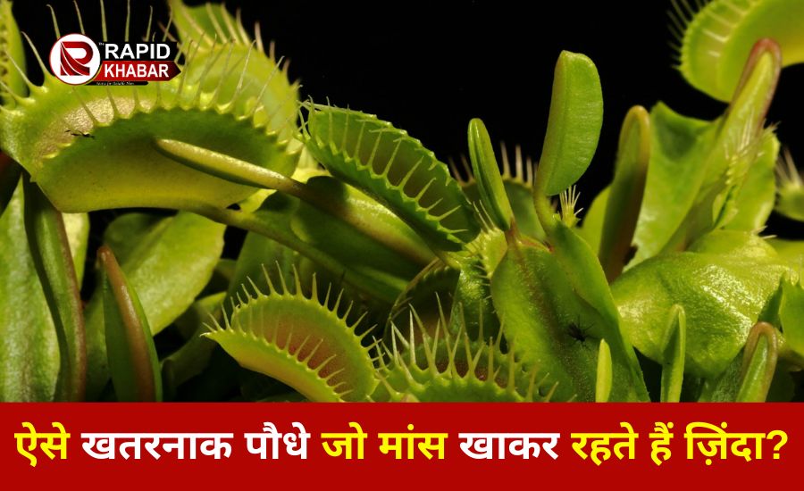 Most Dangerous Carnivorous Plants