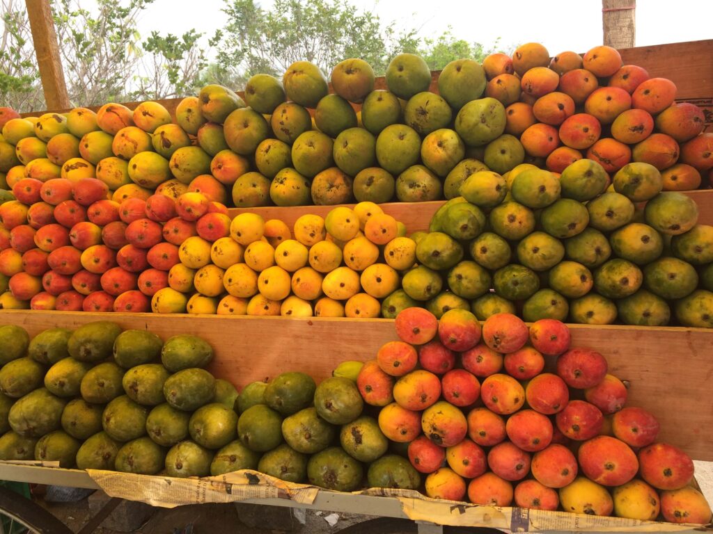 Benefits of Mangoes and Its Varieties in India