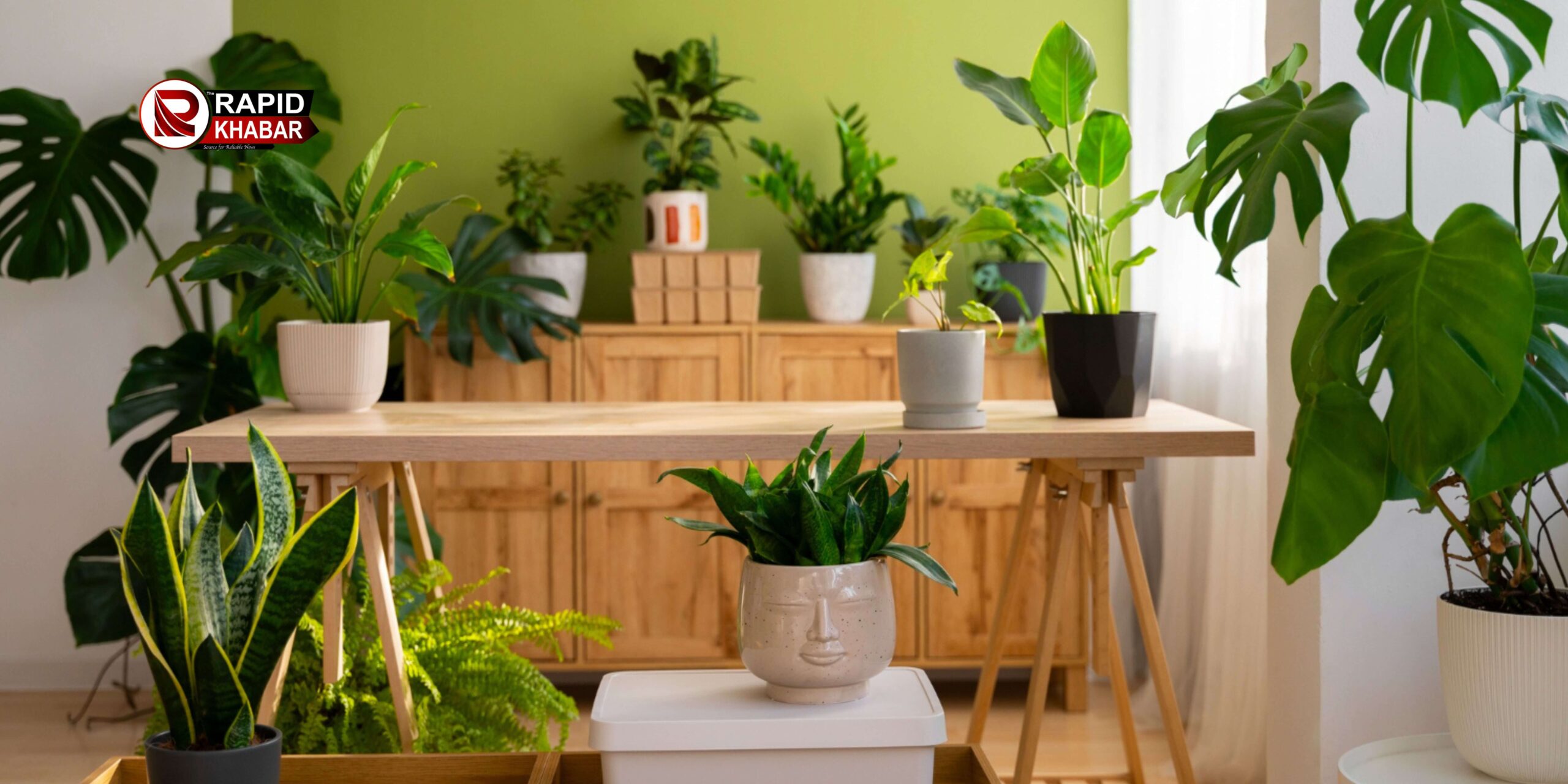Best Indoor Plants and Their Benefits