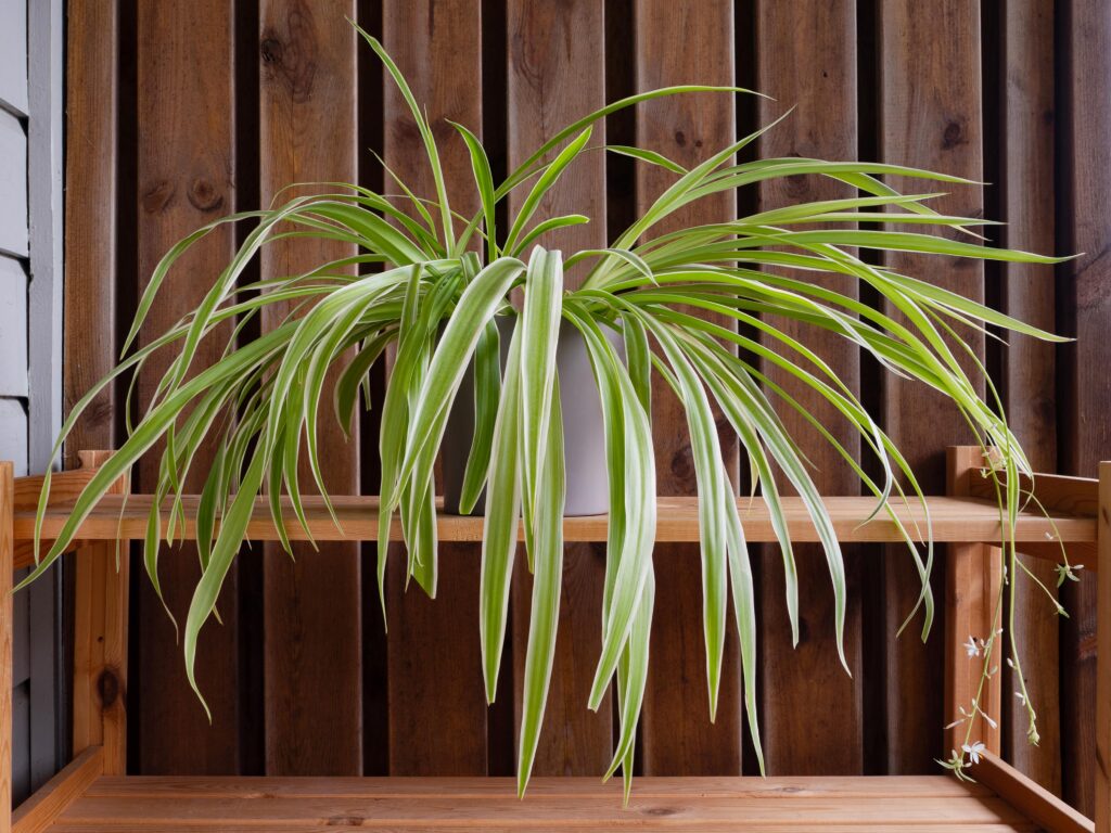 Best indoor plants and their benefits