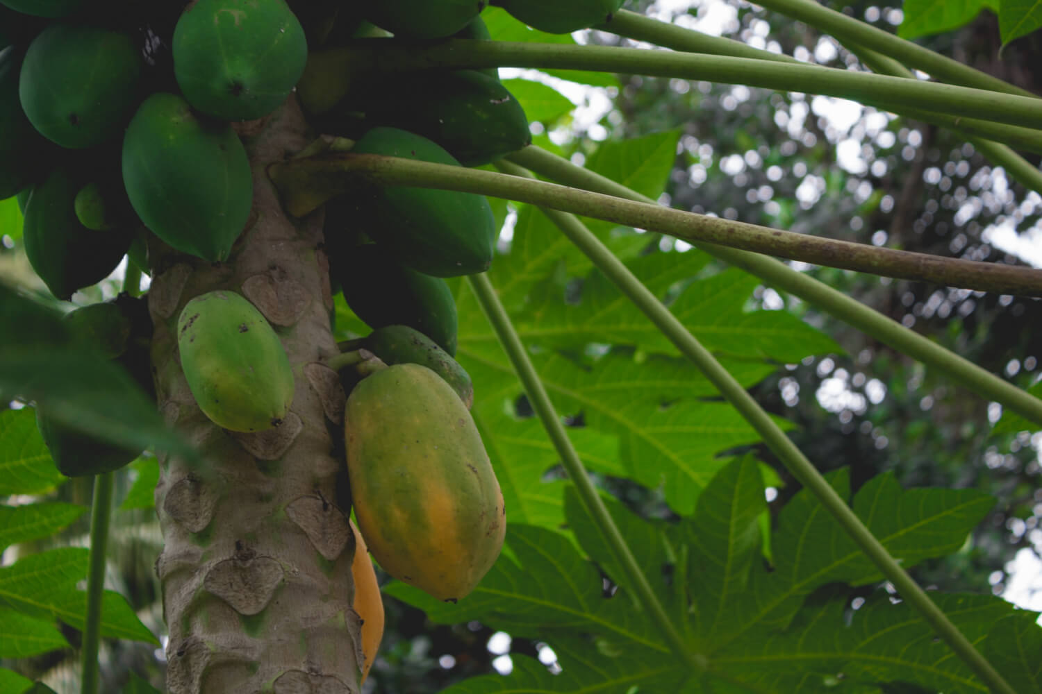 Empty stomach fruit benefits