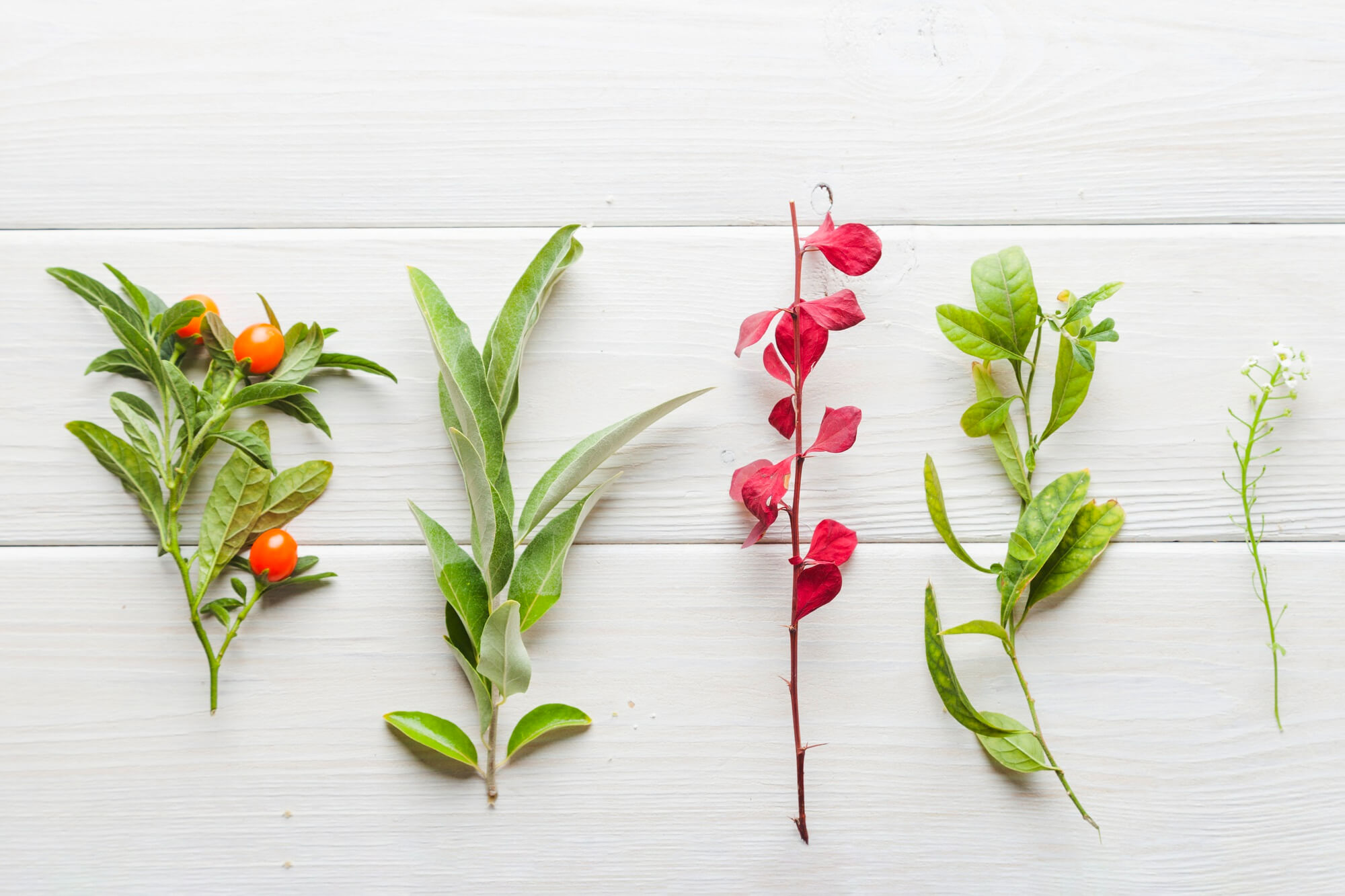 Best herbs for skin care treatments