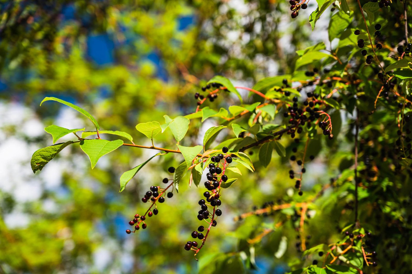 9 health benefits of jamun