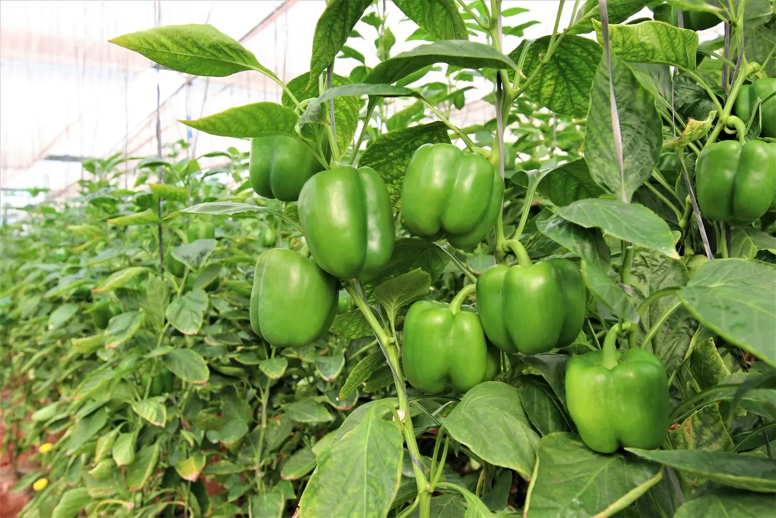7 vegetables to avoid in monsoon