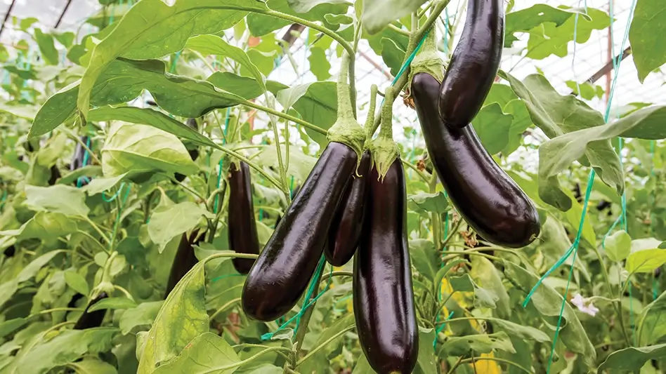 7 vegetables to avoid in monsoon