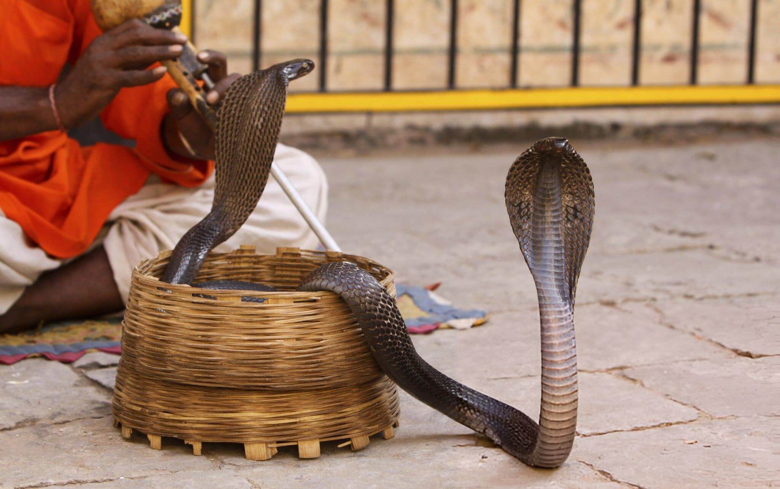 Nag panchami rituals and significance