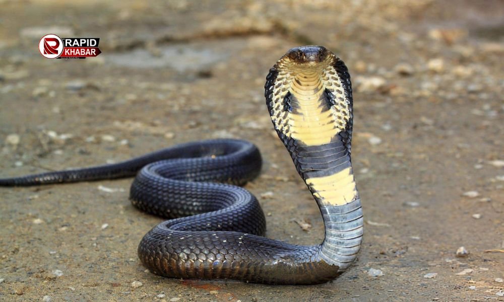Nag Panchami 2025 Date and Time