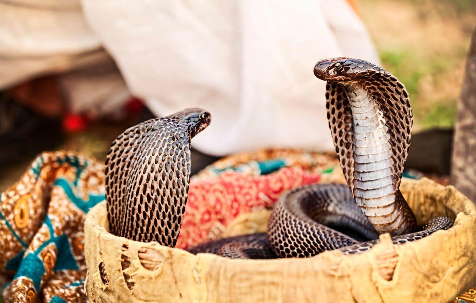 Nag panchami rituals and significance